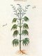 Greece / Byzantium /Turkey: An illustration of common hemp (Cannabis sativa) from the Codex Vienna Dioscorides, Constantinople / Istanbul, CE 512